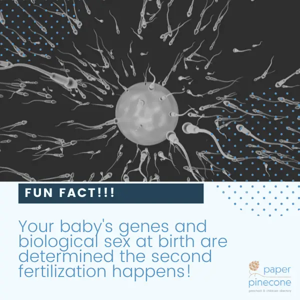 pregnancy fun fact: Your baby's genes and biological sex at birth are determined the second fertilization happens!