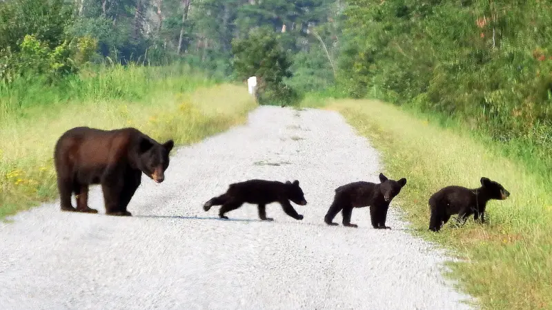 black bear with cubs