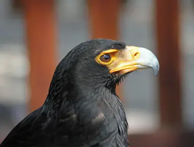 black eagle