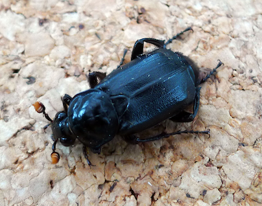 Burying Beetle