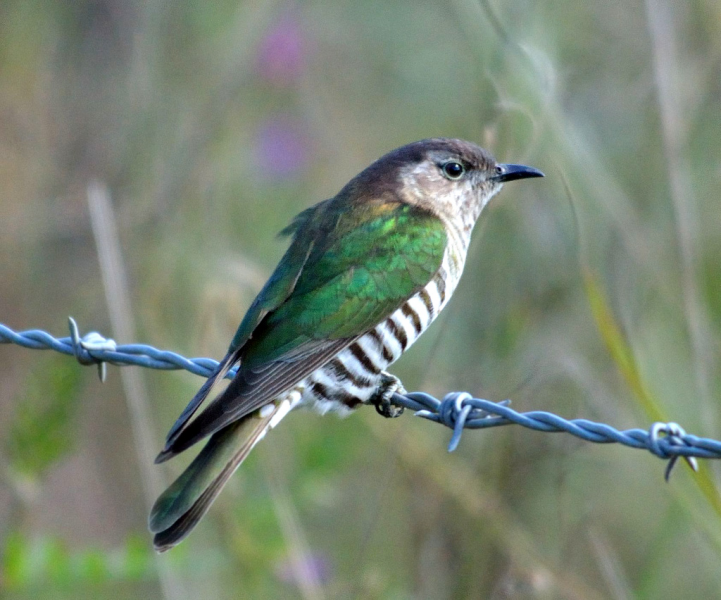 cuckoo bird