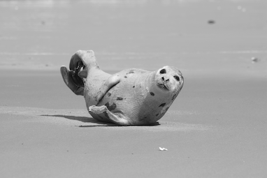 harp seal pup