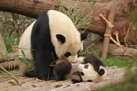 panda with cub