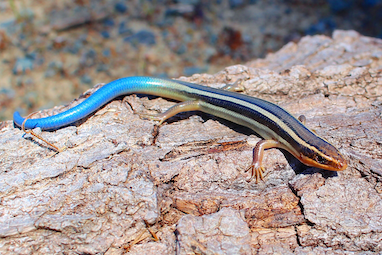 skink