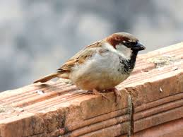 house sparrow